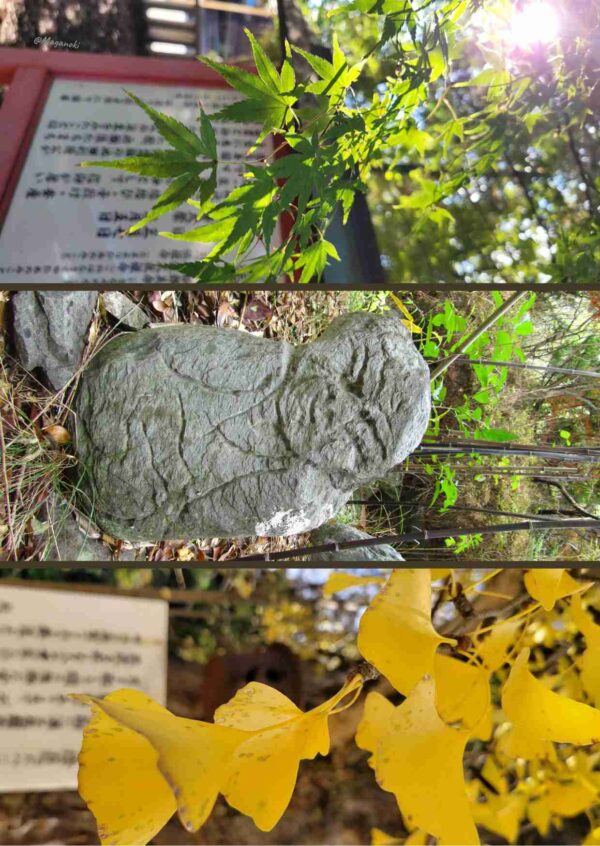 cartes postales japonaises - Plaine de Kibi - Matsuyama - Kibitsu Shrine